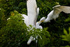 SmugMug > all-time keyword > feeding > And Baby Makes Three... photo