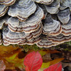 SmugMug > all-time keyword > tail > Trametes versicolor -- Turkey Tail