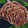 SmugMug > all-time keyword > tail > Trametes versicolor--Turkey Tail--Yun-zhi