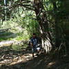 SmugMug > all-time keyword > fir > Deep Creek Mountains photo
