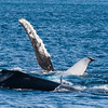 SmugMug > all-time keyword > whales > They also slap their flipper against the water; to get rid of barnacles?