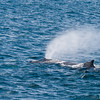 SmugMug > all-time keyword > whales > A typical 'blow'