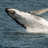 SmugMug > all-time keyword > whales > Breaching - thought to be done to get rid of barnacles and other things that grow at attach themselves to their skin. Or is it just fun?