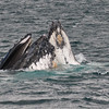 SmugMug > all-time keyword > whales > Spy hopping or feeding?
