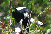 SmugMug > all-time keyword > feeding > 30/09/06 - Magpie feeding the chick.