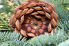 SmugMug > keywords > fir > Nature photo
