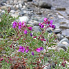 SmugMug > all-time keyword > fireweed > fireweed kantishna