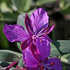 SmugMug > all-time keyword > fireweed > fireweed