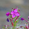 SmugMug > all-time keyword > fireweed > fireweed