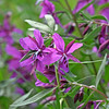 SmugMug > all-time keyword > fireweed > fireweed