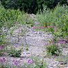 SmugMug > all-time keyword > fireweed > riverbed fireweed kantishna