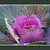 SmugMug > keywords > cabbage > Friday 11/13/09 - Yesterday's cabbage.

Lisa is doing a bit better today and so am I.  Still trying to rest as much as I can. 

From the November 11 reading in My Utmost For His Highest by Oswald Chambers:
If God has made your cup sweet, drink it with grace; if He has made it bitter, drink it in communion with Him. If the providential order of God for you is a hard time of difficulty, go through with it, but never choose the scene of your martyrdom. God chose the crucible for Abraham, and Abraham made no demur; he went steadily through. If you are not living in touch with Him, it is easy to pass a crude verdict on God. You must go through the crucible before you have any right to pronounce a verdict, because in the crucible you learn to know God better. God is working for His highest ends until His purpose and man's purpose become one.

This was included in an email on a careline - it was a slap on the back of the head for me (Can you tell I like NCIS?)  

Praying for God to help me get through these things with more joy and less complaining.

Hope you are all well and blessed.

Pearl