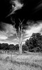 SmugMug > all-time keyword > tree > Colorado photo