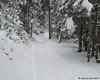 SmugMug > keywords > trail > 01.03.2010

When snowmobiling up North, we like to get off the busy groomed trails at times and venture down the less traveled trails to other locations.  This is the trail heading to Perry Pond