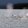 SmugMug > all-time keyword > whales > 7 humpback whales, Juneau, Alaska. These were some of the whales I observed bubble netting and lunge feeding