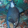 SmugMug > all-time keyword > feeding > A feeding Titan Triggerfish.