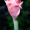 SmugMug > all-time keyword > flower > The Huntington Library >  0910_LF_Flower_088