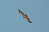 SmugMug > all-time keyword > eagle > Al Ain Water Treatment Plant, 01.11.2009
© Huw Roberts