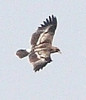 SmugMug > all-time keyword > eagle > Mushrif National Park, 01.11.2009
© Derrick Wilby
