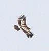 SmugMug > all-time keyword > eagle > Mushrif National Park, 01.11.2009
© Derrick Wilby