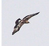 SmugMug > all-time keyword > eagle > Mushrif National Park, 01.11.2009
© Derrick Wilby